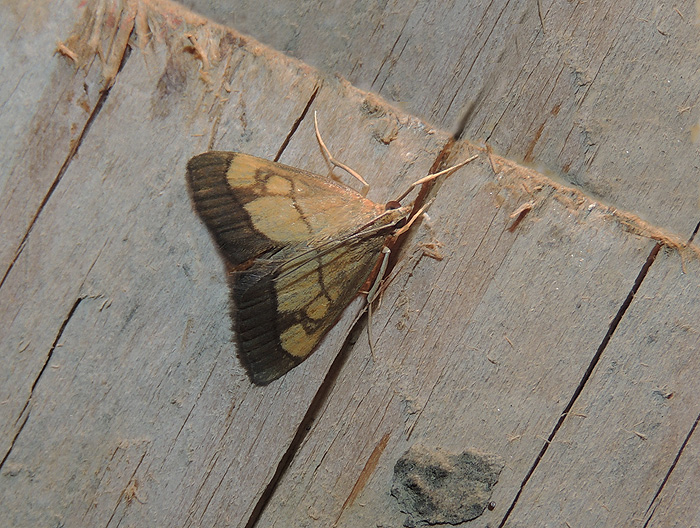 Evergestis limbata Crambidae